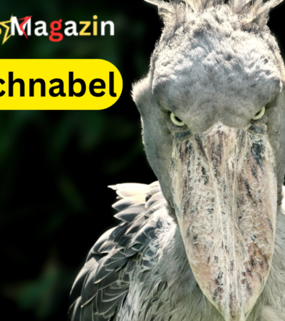 schuhschnabel